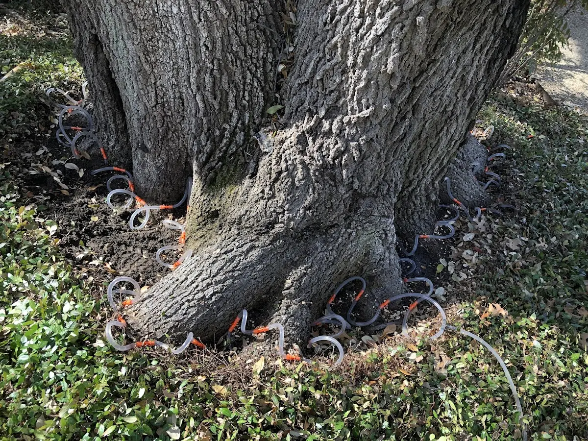 Detailed Tree Cabling and Bracing job site in Ferrysburg