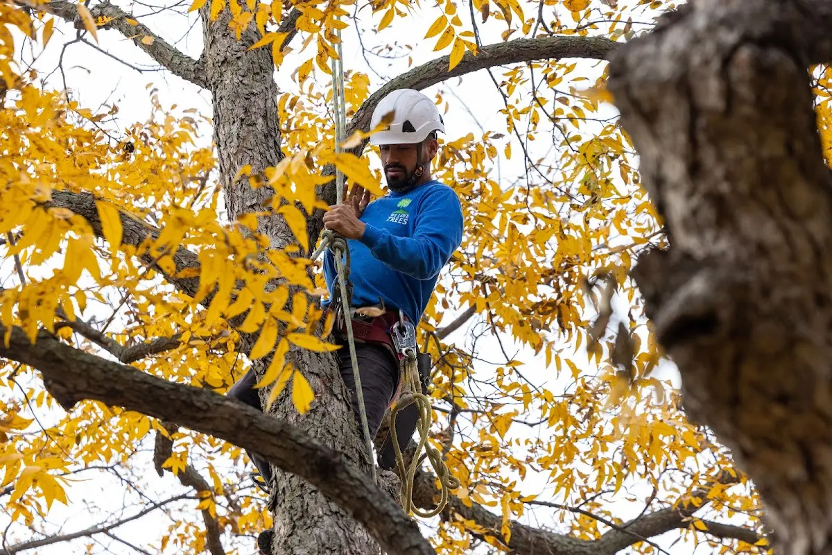 Skilled Tree Pruning crew working in Ferrysburg