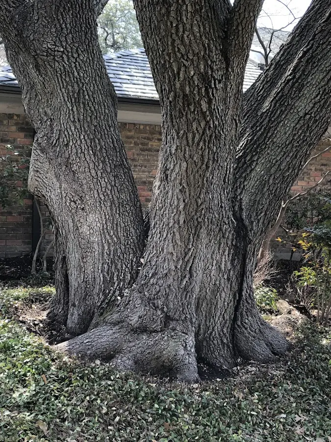 Mature heritage tree close to a Ferrysburg property cared for by certified arborists